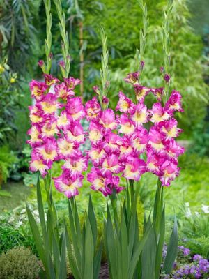 EXTRAVERT - PURPLE-YELLOW GLADIOLI