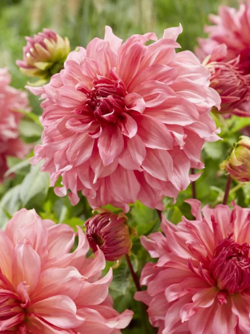 ISLANDER - PINK DAHLIA