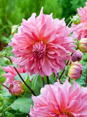 ISLANDER - PINK DAHLIA