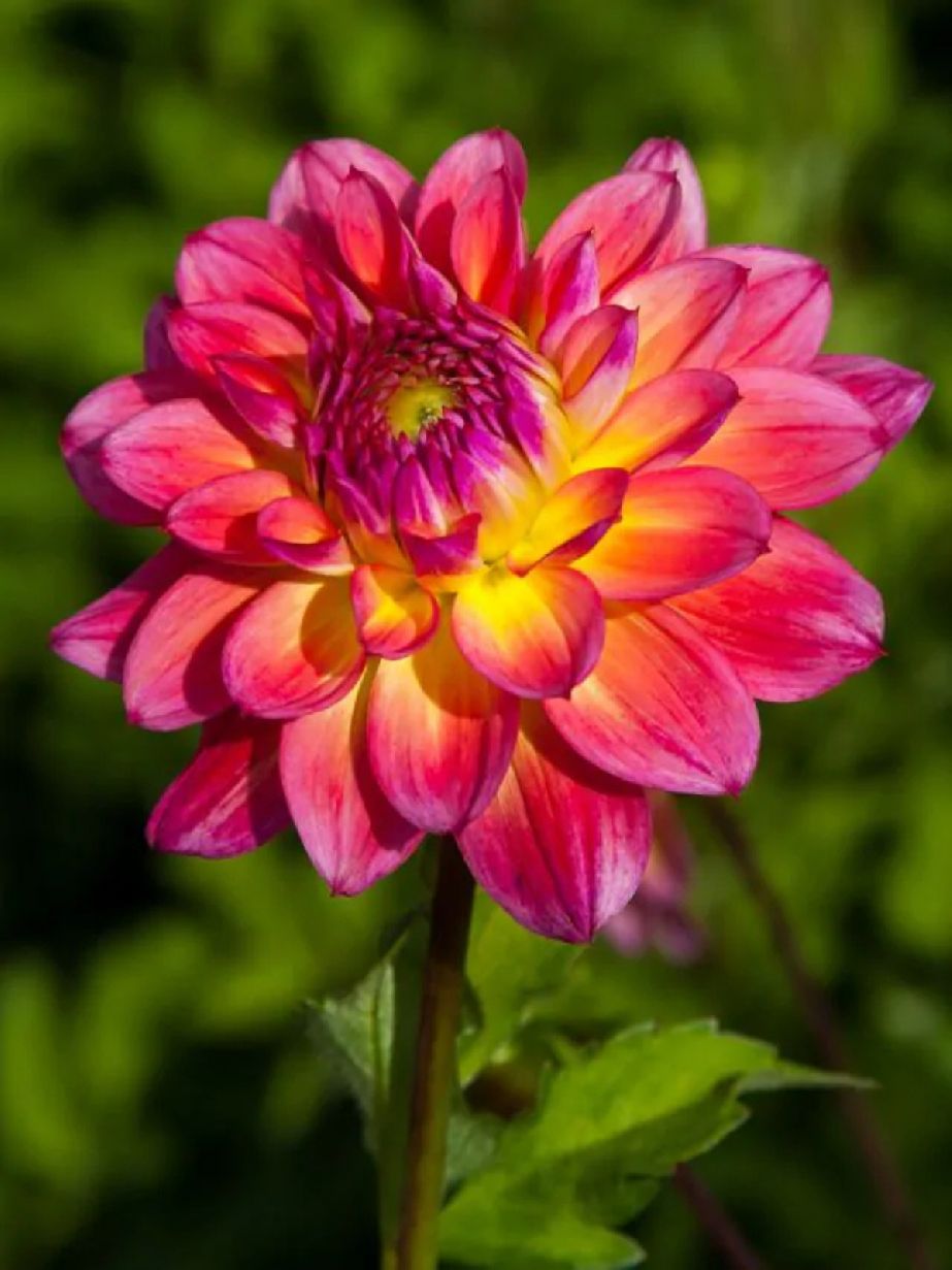 ARMATERAS - PINK-YELLOW DAHLIA