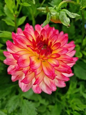 ARMATERAS - PINK-YELLOW DAHLIA
