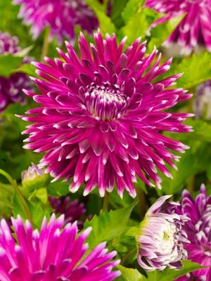 VANCOUVER - PURPLE-WHITE Dahlia