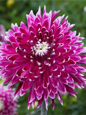 VANCOUVER - PURPLE-WHITE Dahlia