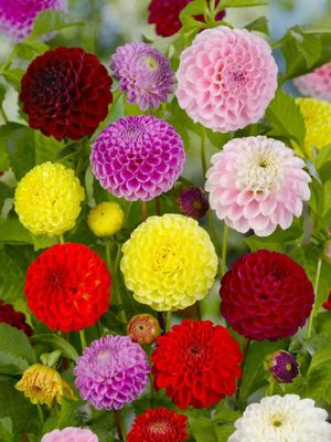 MIX - COLORED DAHLIAS