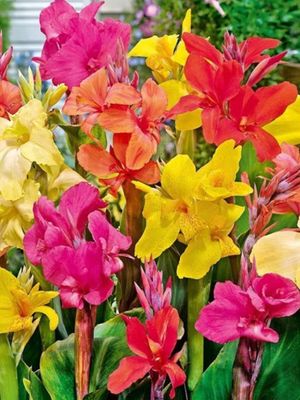 MIX - KOLOROWE LASKI