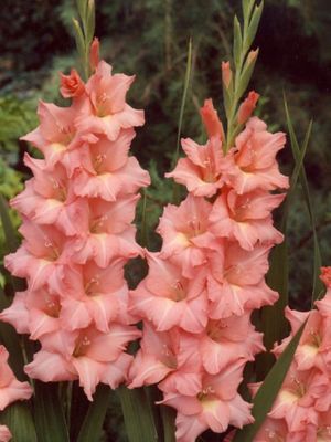 SPIC AND SPAN - GLADIOLE DE SOMON