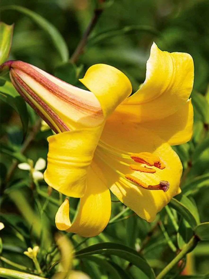 GOLDEN - GOLDEN LILY