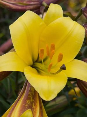 GOLDEN - GOLDEN LILY
