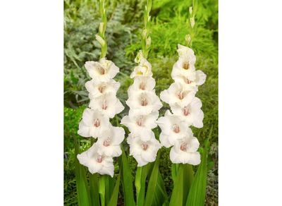 SNOW WHITE - GLADIOLI