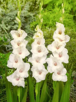 SCHNEEWITTCHEN - GLADIOLI