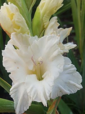 SNOW WHITE - GLADIOLI