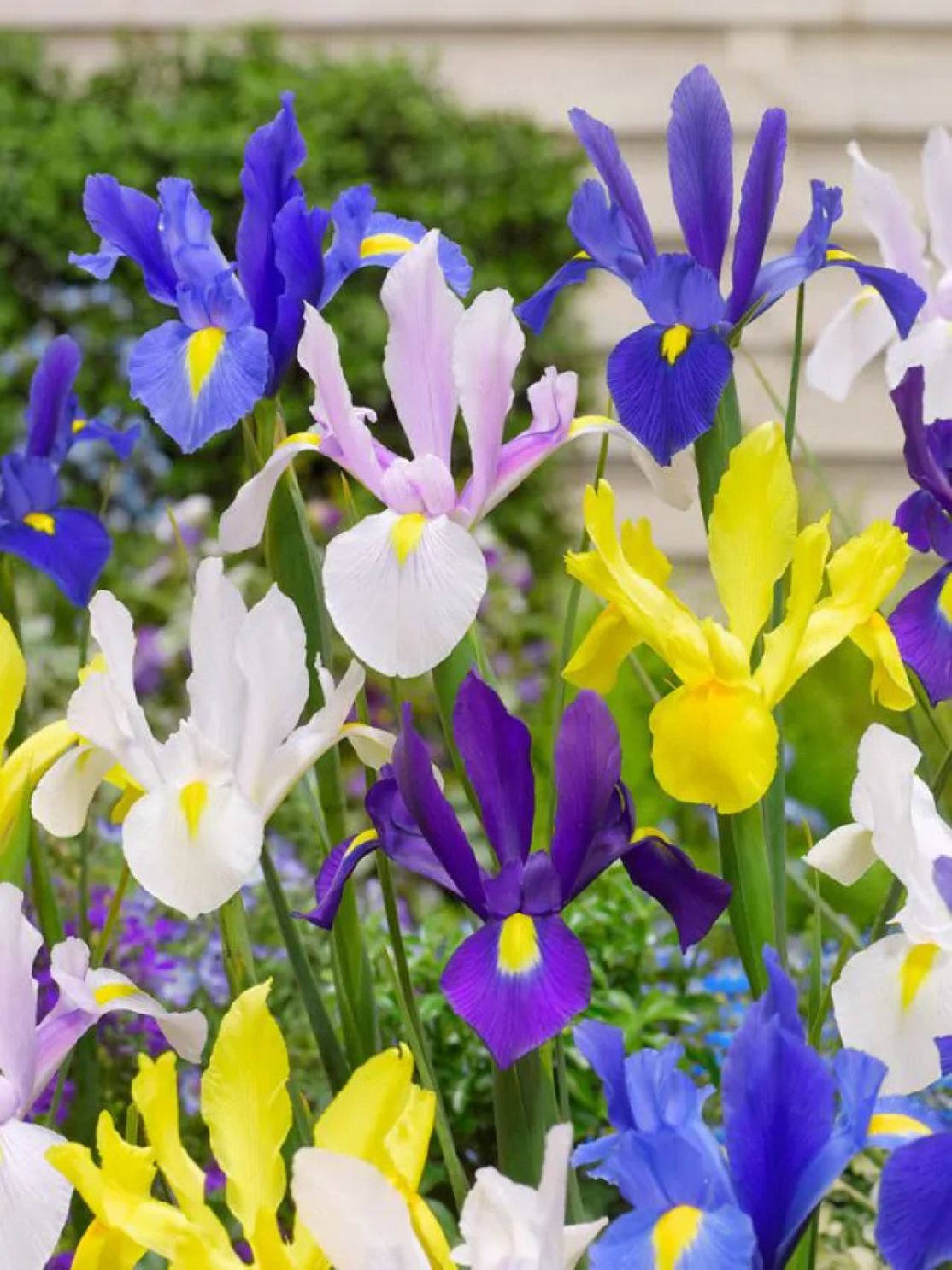 MIX - COLORFUL IRISES