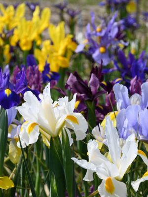 MIX - COLORFUL IRISES