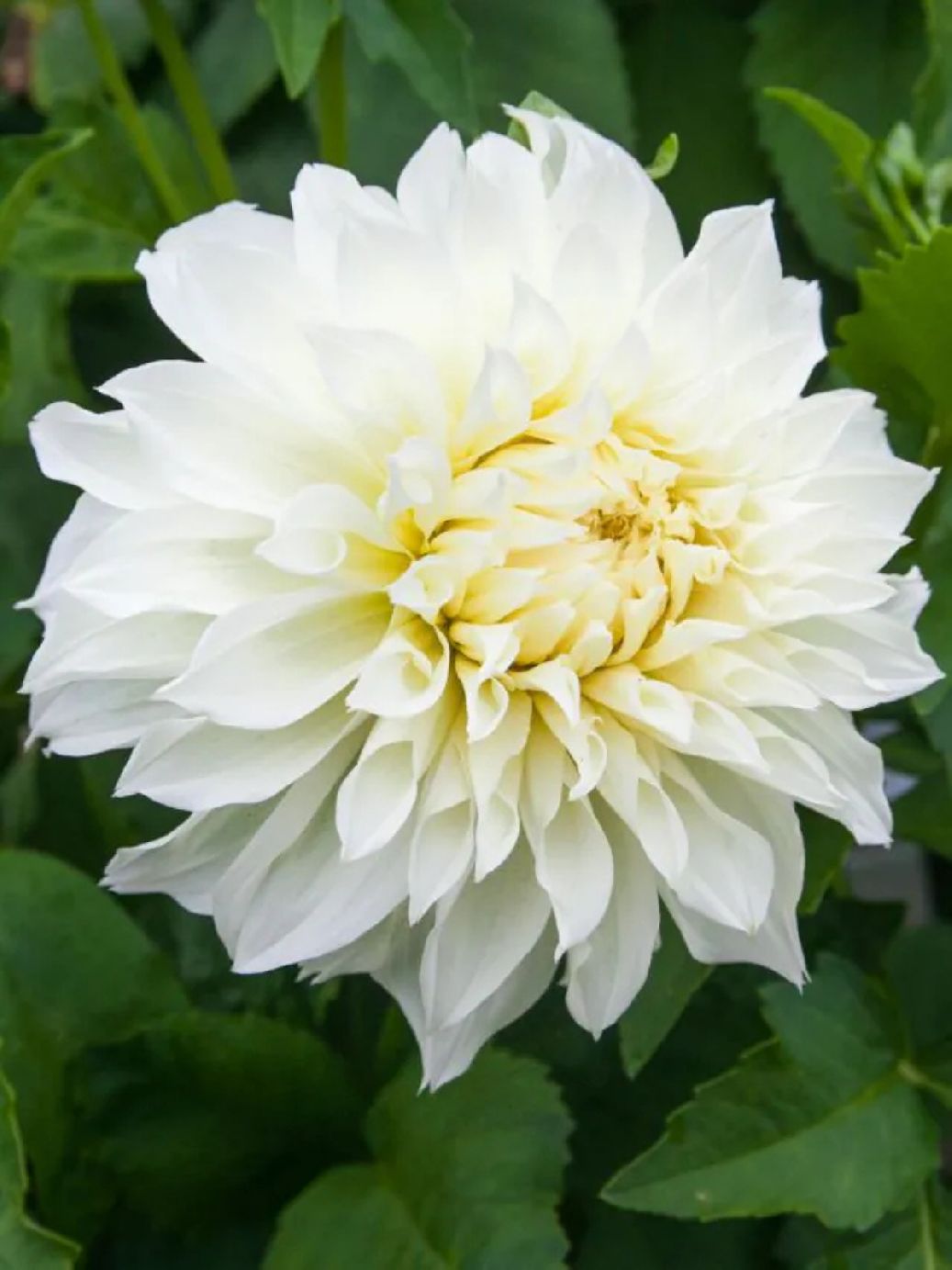 AVALANCHE - WHITE DAHLIA