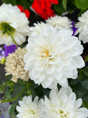 AVALANCHE - WHITE DAHLIA