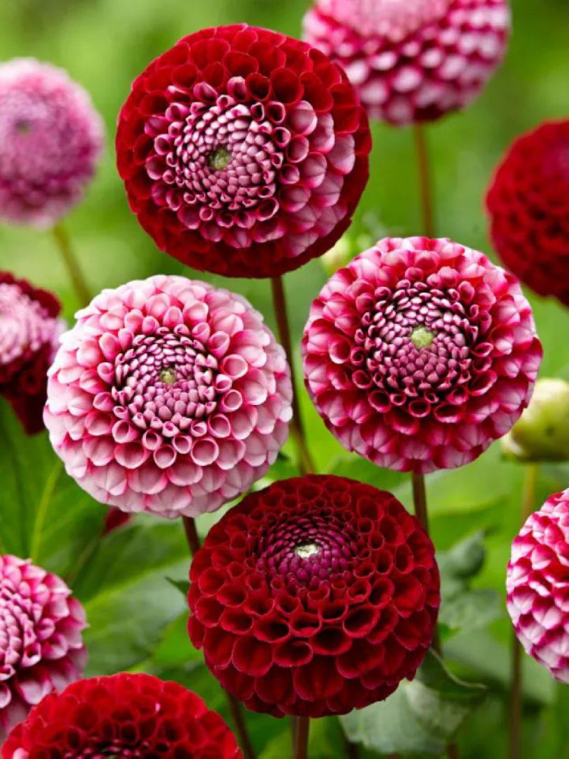 CHICK A DEE US - RED-PINK DAHLIAS
