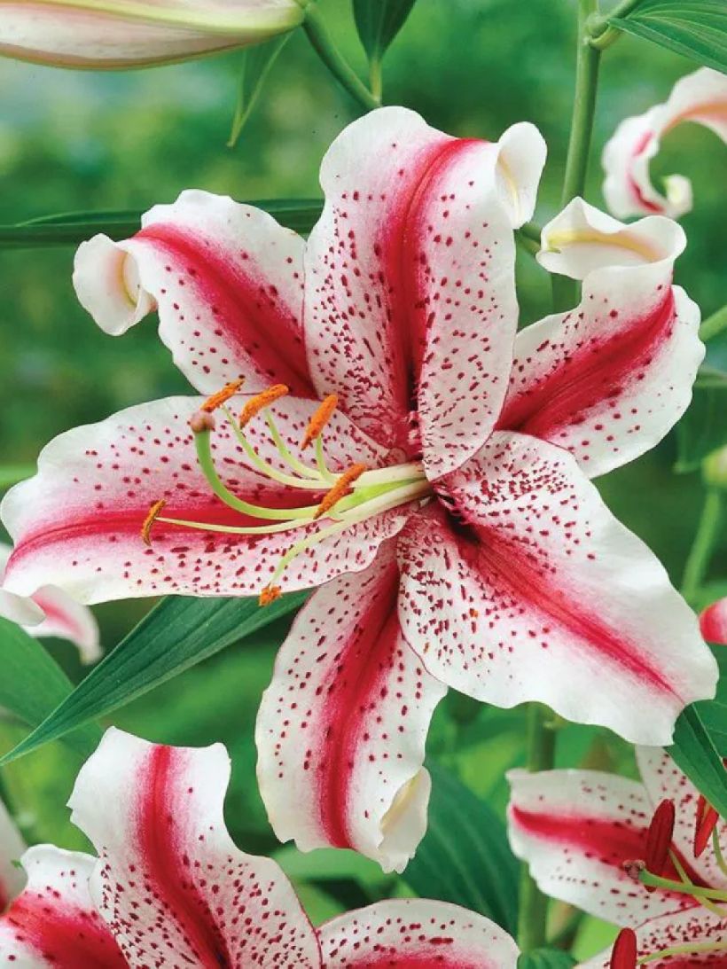 DIZZY - PURPLE-WHITE LILY