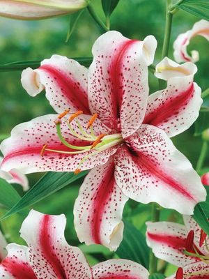 DIZZY - PURPLE-WHITE LILY