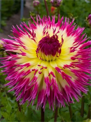 LINDSAY - YELLOW-PURPLE DAHLIA