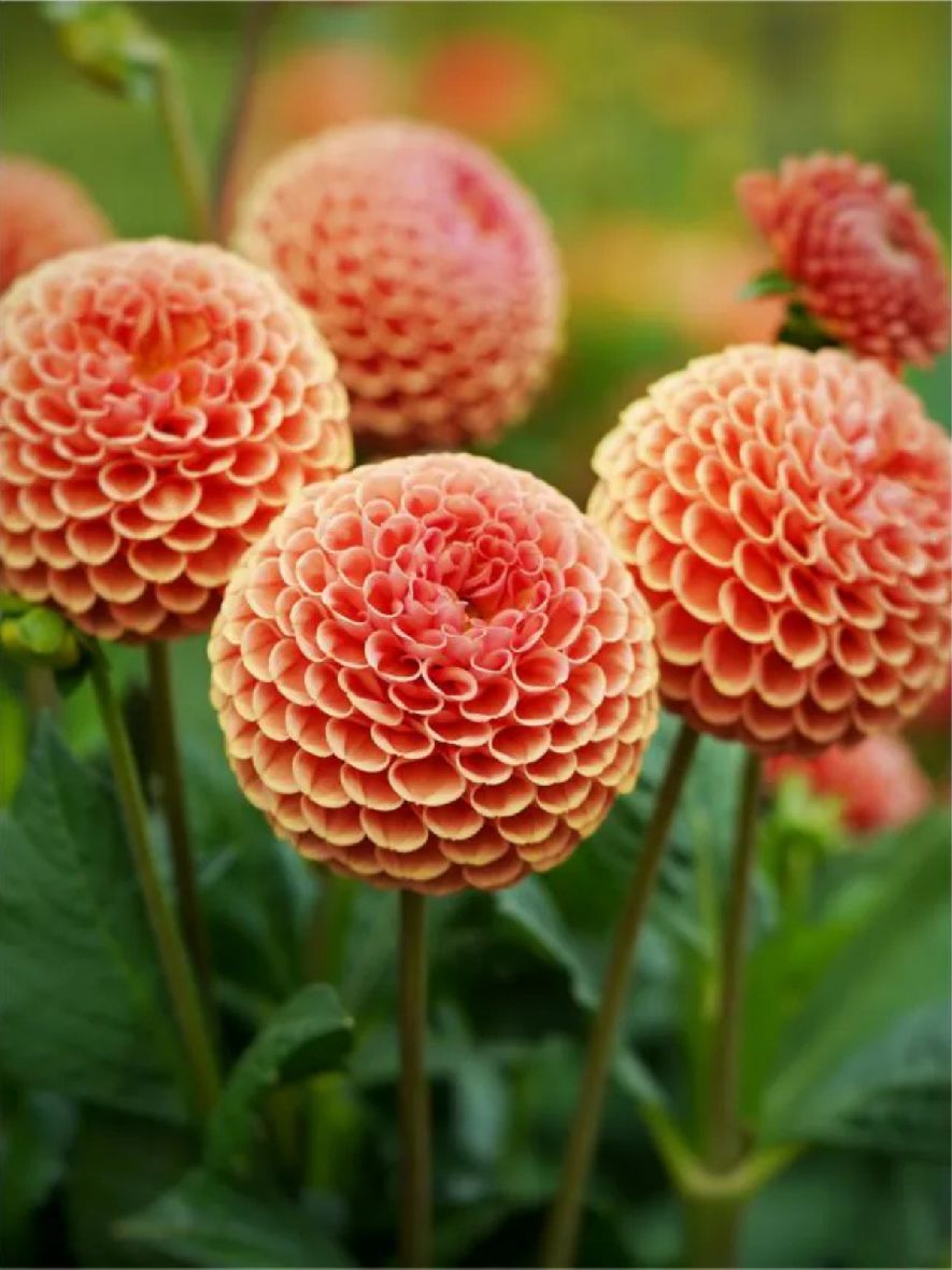 BANTLING - SALMON DAHLIA