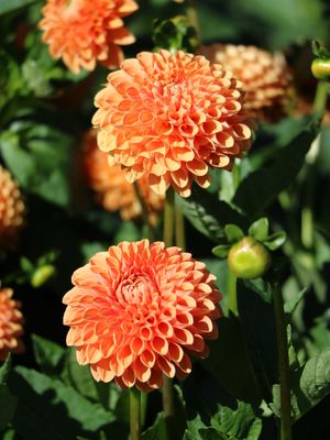 BANTLING - SALMON DAHLIA