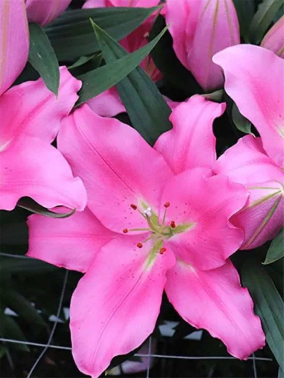 PRAIANO - PINK LILY
