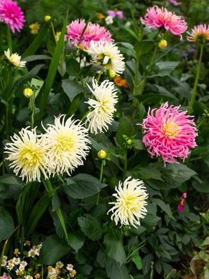 CACTUS MIXED - CACTUS MIX OF DAHLIAS