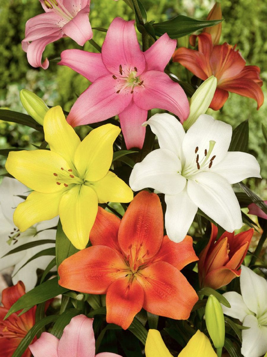MIX - COLORED LILIES
