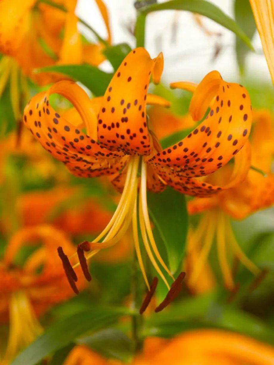 HENRYI - ORANGE DOTTED LILY