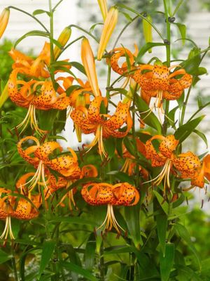 HENRYI - ORANGE DOTTED LILY