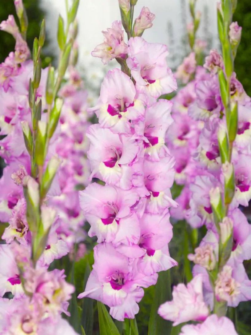 ZAMORA - PINK - GLADIOLI