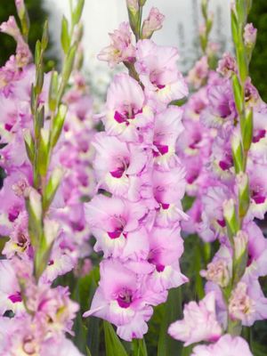 ZAMORA - PINK - GLADIOLI
