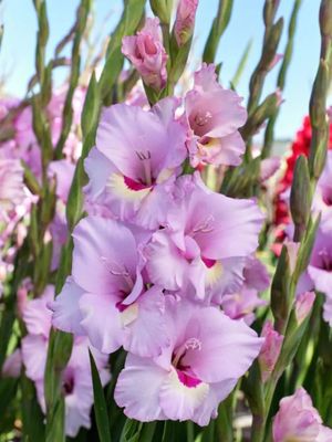 ZAMORA - PINK - GLADIOLI