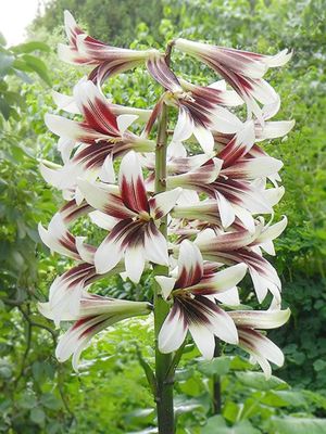 GIANT - GIGANTIC LILY