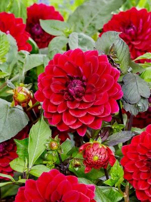 ARNHEM - VÖRÖS DÁLIA