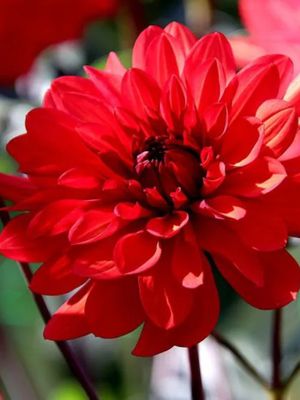 ARNHEM - ROTE DAHLIE