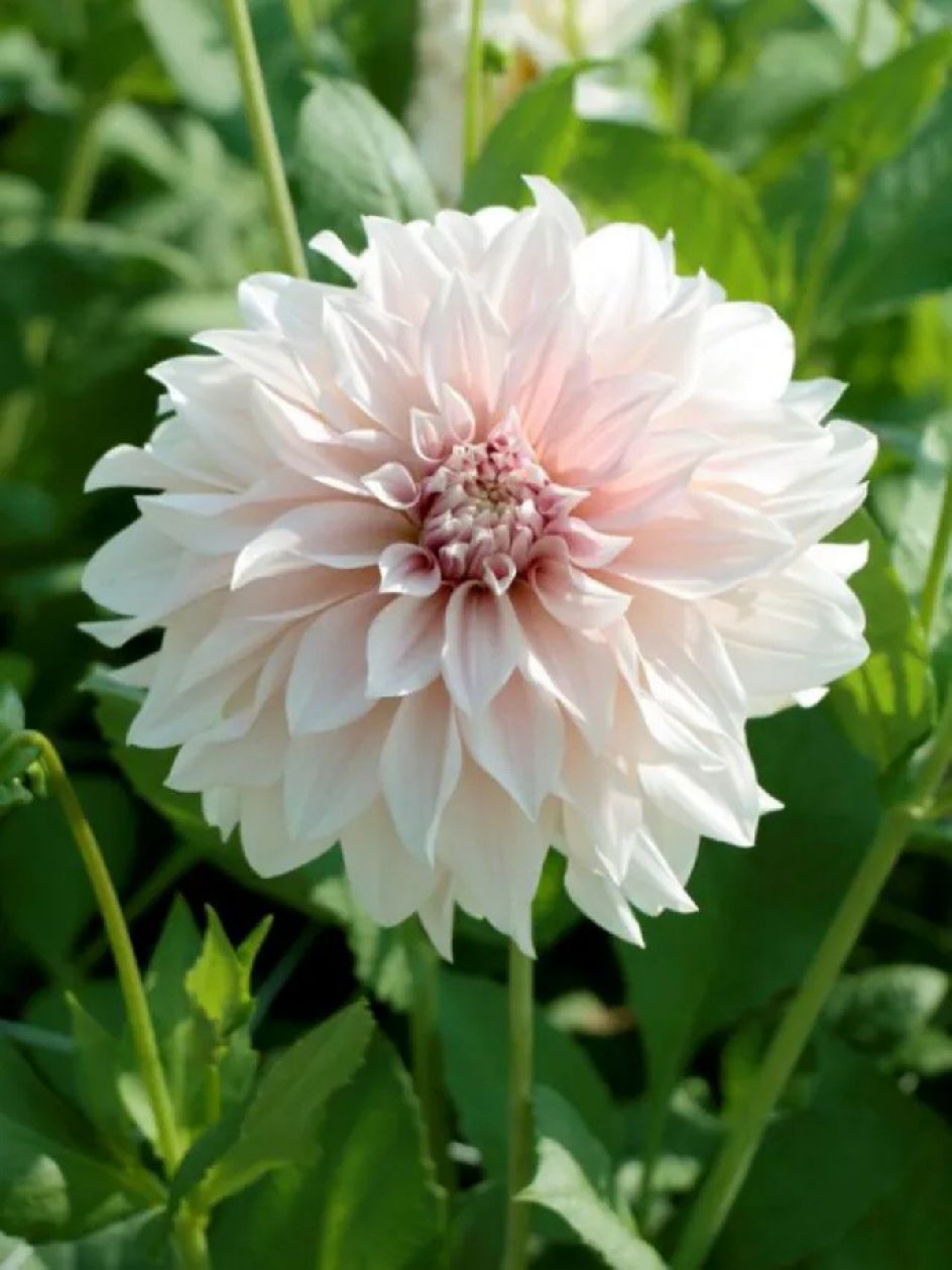 LATTE - CREAM DAHLIA