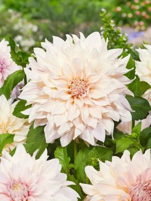 LATTE - CREAM DAHLIA