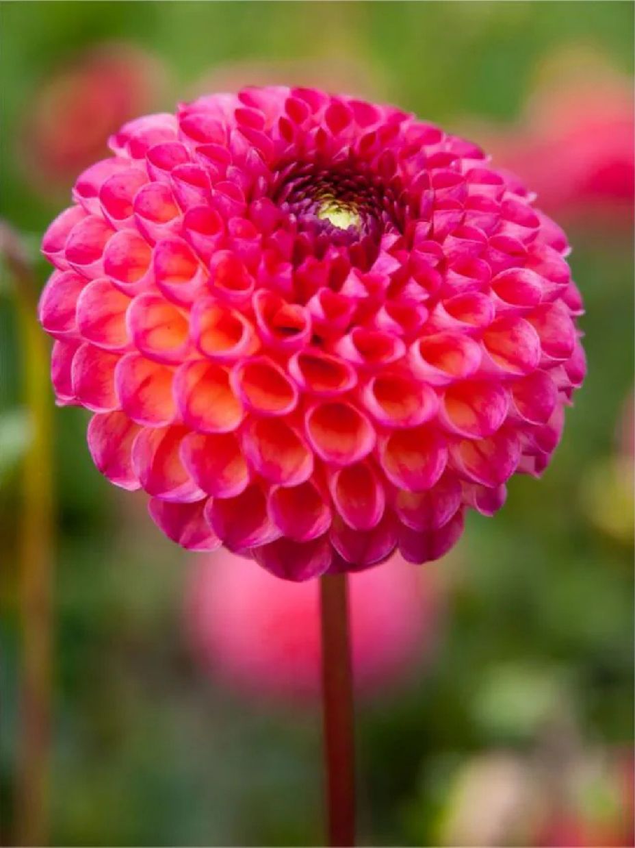 BURLESCA - PINK DAHLIA