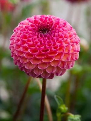 BURLESCA - PINK DAHLIA
