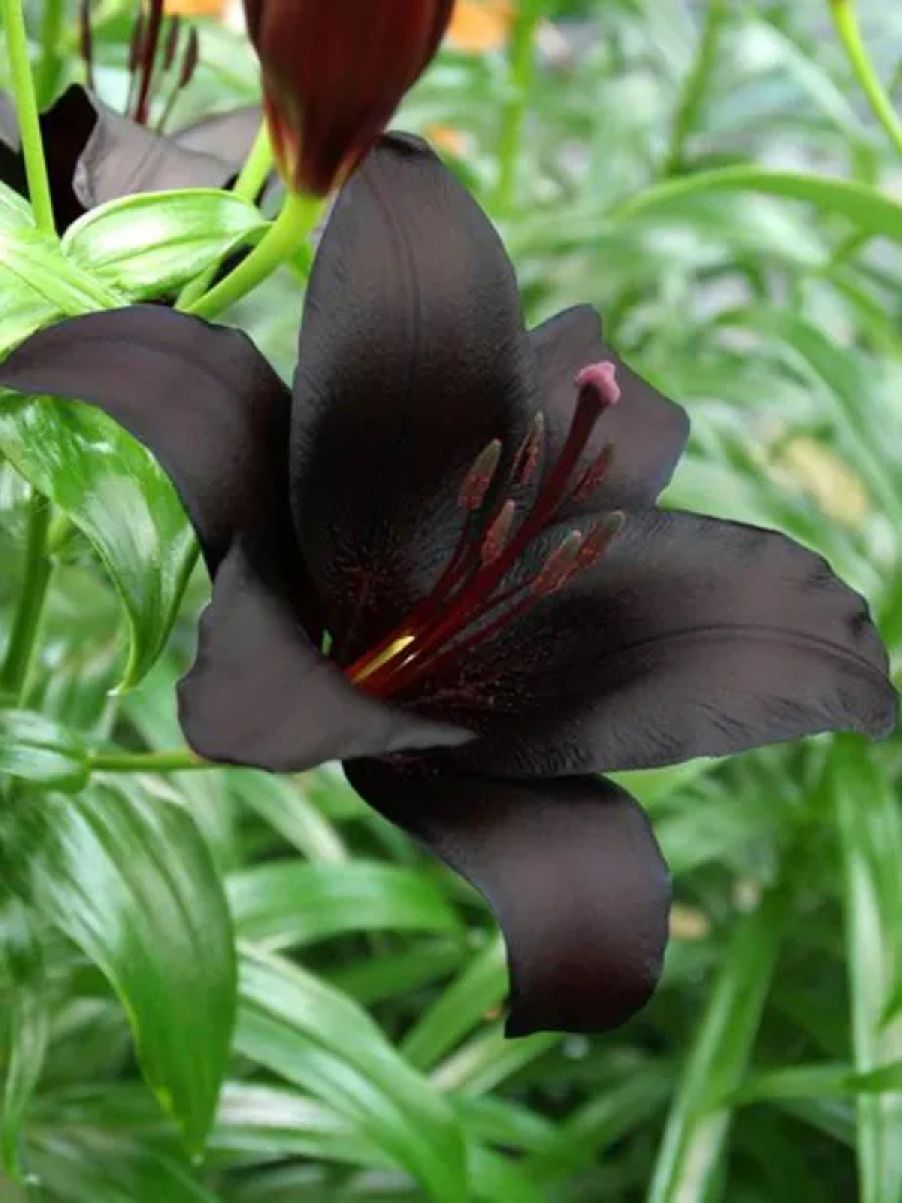 NIGHTRIDER - BLACK LILY