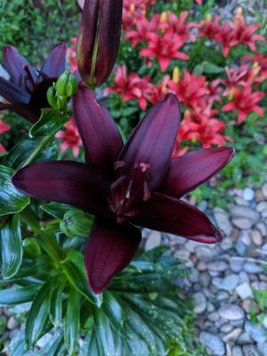Nightrider - Black Lily
