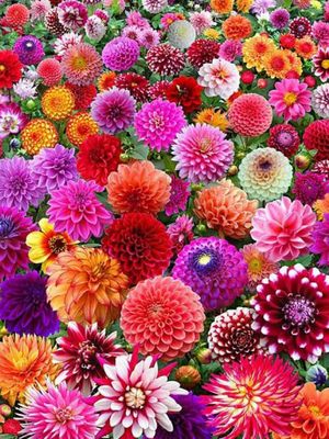 SURPRISE MIX - COLORFUL MIX OF DAHLIAS