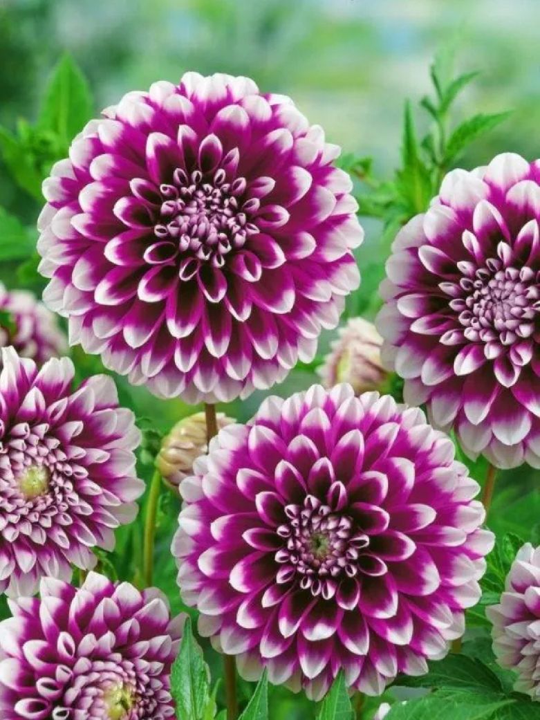 EDINBURGH - PURPLE-WHITE Dahlia
