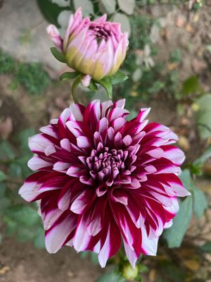 EDINBURGH - PURPLE-WHITE Dahlia