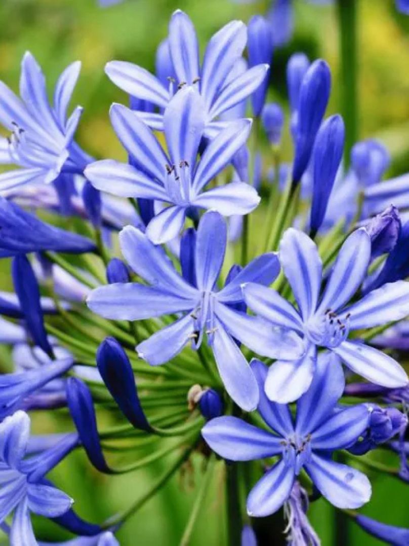 AGAPANTHUS BLUE - AFRICAN BLUE LILY