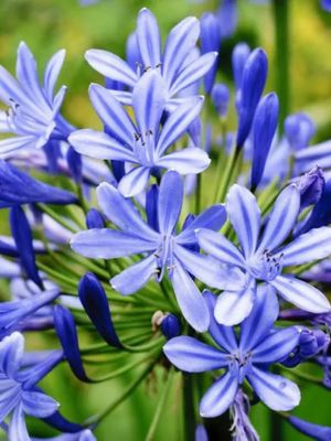 AGAPANTHUS BLUE - AFRICAN BLUE LILY