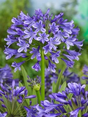 AGAPANTHUS BLUE - AFRICAN BLUE LILY