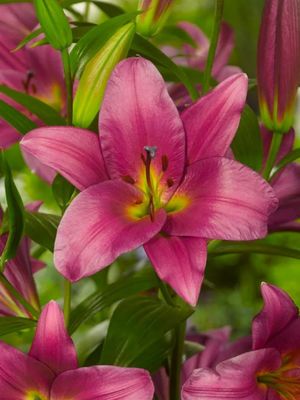 PURPLE PRINCE - FIOLETOWA LILIA