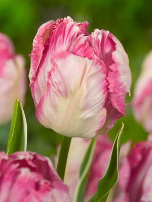 SILVER PARROT - PARROT PINK TULIP